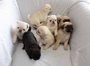 6 Beautiful  Pugs Puppies